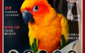 重生鹦鹉：总裁的异鸟老公（80集）短剧夸克网盘高清全集看