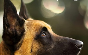 忠犬飞虎（33集）短剧夸克网盘免费看完整版
