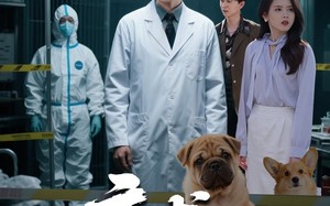 病犬危机（68集）短剧夸克网盘全集高清在线畅享