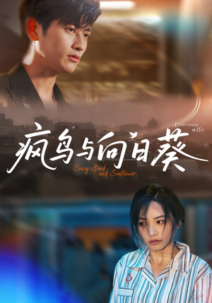 疯鸟与向日葵（40集）免费在线看全集