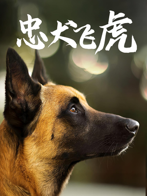 忠犬飞虎（33集）短剧完整版免费