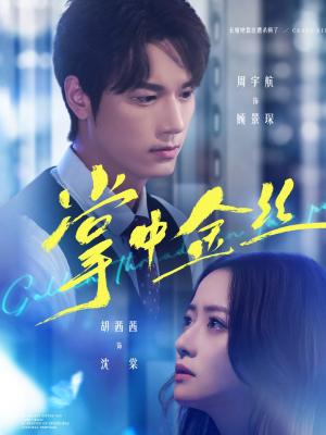 掌中金丝(60集) 掌中金丝(60集)短剧中追到爽