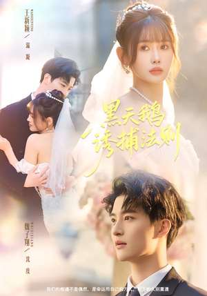 黑天鹅诱捕法册（80集）最新热播短剧