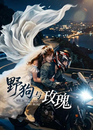 野狗与玫瑰（30集）最新上映的短剧